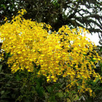 Oncidium Sweet Sugar Oncidium Sweet Sugar